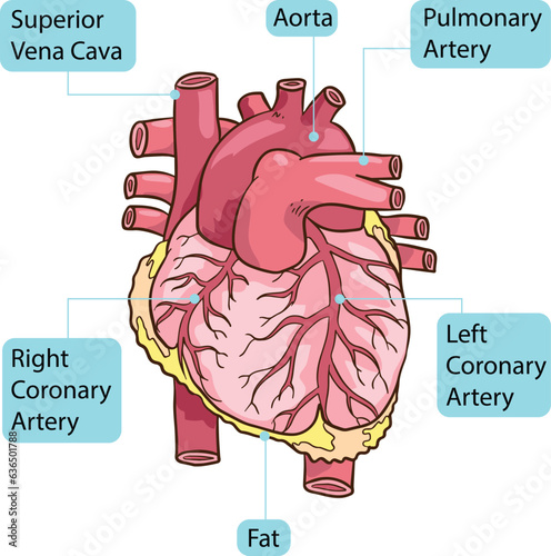 Human Heart Body Parts Anatomy