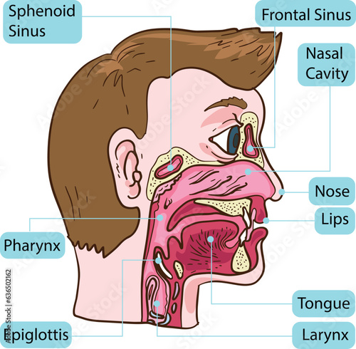 Human Nose Nasal Sinus Body Parts Anatomy