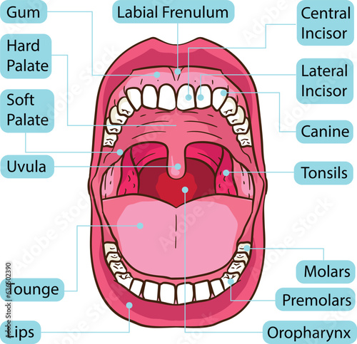 Human Mouth Teeth Body Parts Anatomy