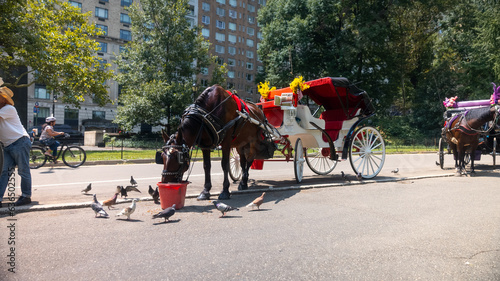 Photography A horse eating while on break from carriage rides in Central Park, New York City