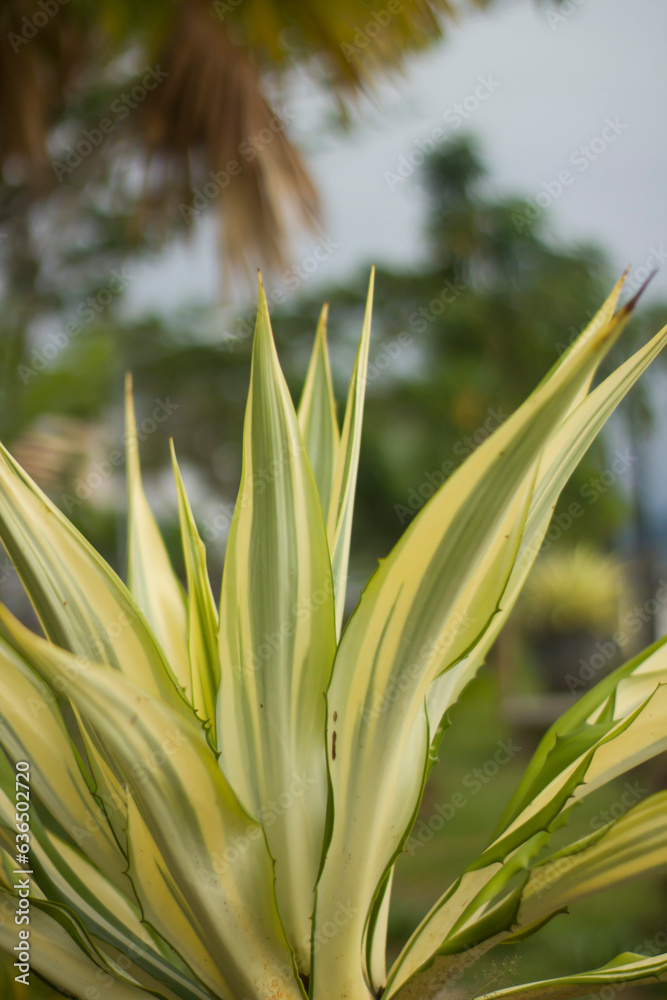 Obraz premium Furcraea foetida (Giant Cabuya, Green aloe or Mauritius hemp) plant in the garden. furcraea foetida They are intended to beautify the park