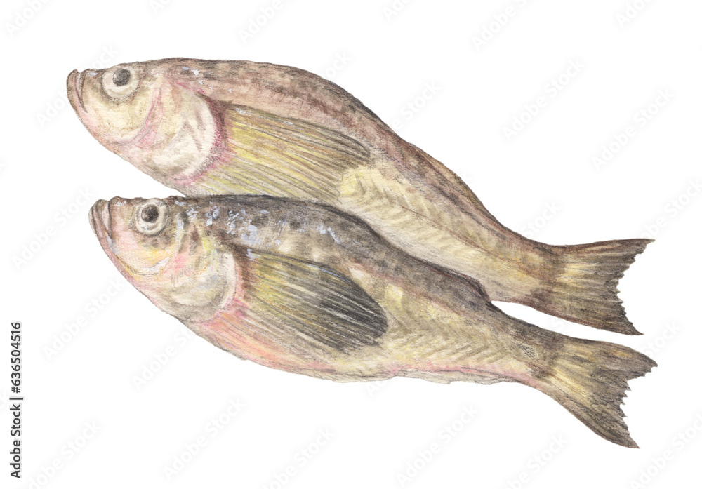 ハタハタ　水彩色鉛筆魚イラスト