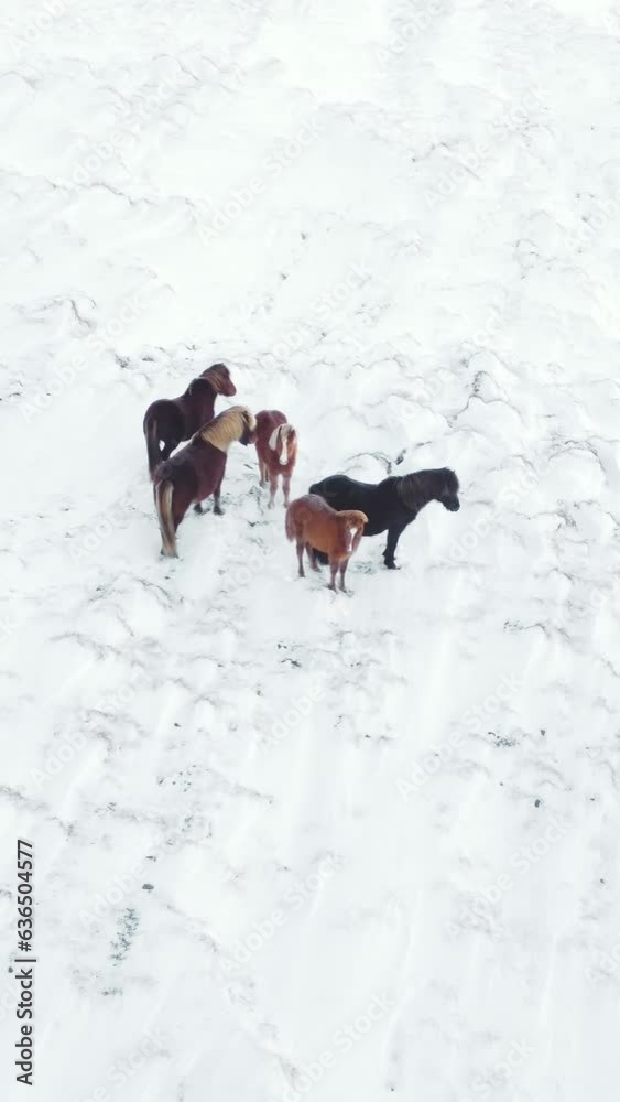 Vertical Screen: Horses Running in Winter Field. Pure Nature in Iceland. Rural Animals in Snow Covered Meadow. Frozen North Landscape Aerial View 4k. Shot for Social Media. Vertical Screen: Horses Running in Winter Field. Pure Nature in Iceland. Rural Animals in Snow Covered Meadow. Frozen North Landscape Aerial View 4k. Shot for Social Media.