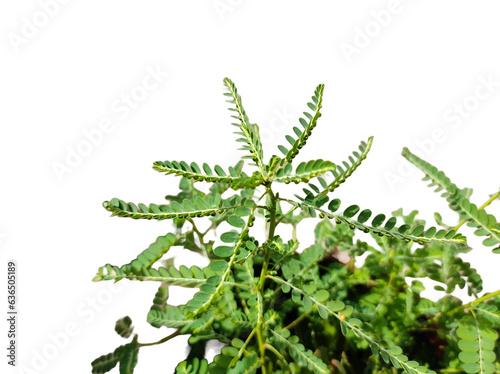 Medicinal or herbal Phyllanthus niruri or gale of wind isolated