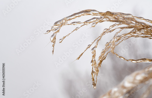 close up of frozen droplets and ice on the tip of grass reeds in front of light background