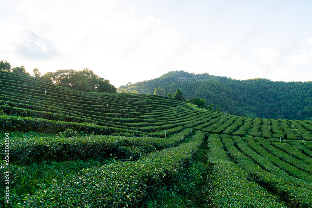 tea plantation and green tea plantation