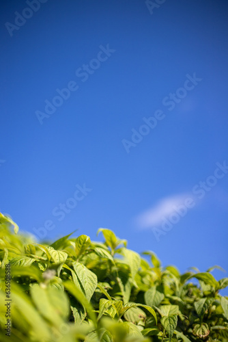 空