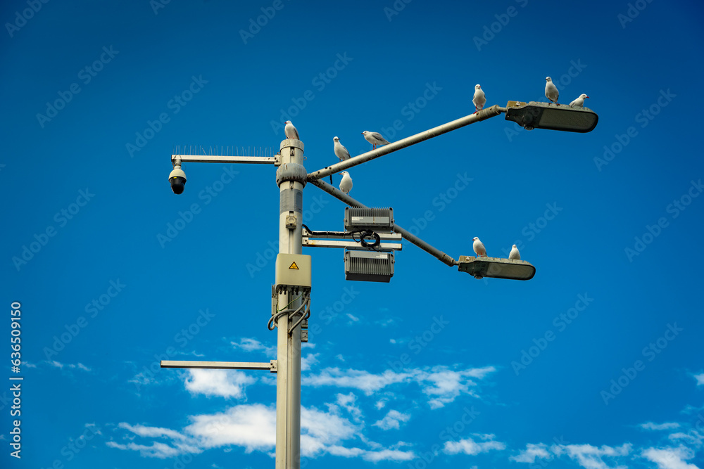 Seagulls perching on top of the light pole and telecommunications tower Seagulls perching on top of the light pole and telecommunications tower