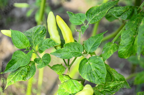 Chili plants thrive, the fruit is ripe, ready to be harvested by farmers. This chili is famous for being spicy. It's red when it's overripe. blurry background