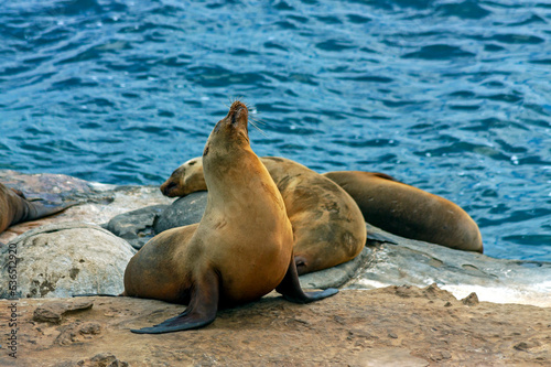 Sea lion on the rocks.