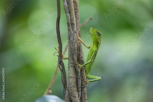 a maned forest lizard broncochela jubata hanging on a tree roots, natural bokeh background 