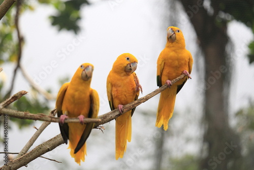 A group of golden parakeets in a aviary photo