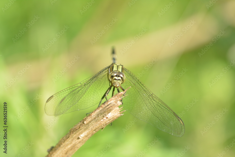 a dragonfly perched on a dry branch of a tree a dragonfly perched on a dry branch of a tree