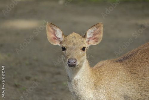 The Bawean deer, or Axis kuhlii, is a species of deer currently only found on Bawean Island, Indonesia. photo