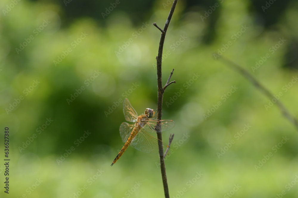 a dragonfly perched on a dry branch of a tree