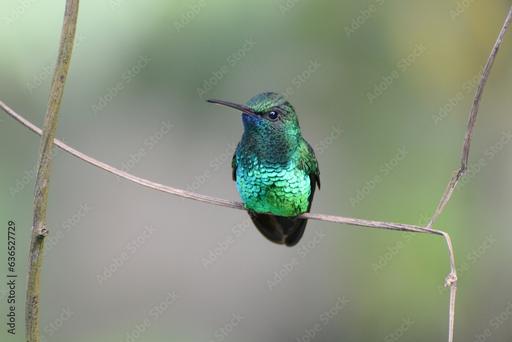 Blue-chinned Sapphire (Chlorestes notata) or Blue-chinned Emerald, a hummingbird with iridescent blue and green plumage, perched on a branch in Trinidad and Tobago. Beautiful tropical hummingbird.