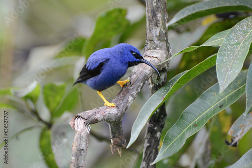 Purple Honeycreeper (Cyanerpes caeruleus) perched on a branch among green leaves in Trinidad and Tobago. Colorful purple, blue, and black tanager with yellow legs and a long, curved bill.