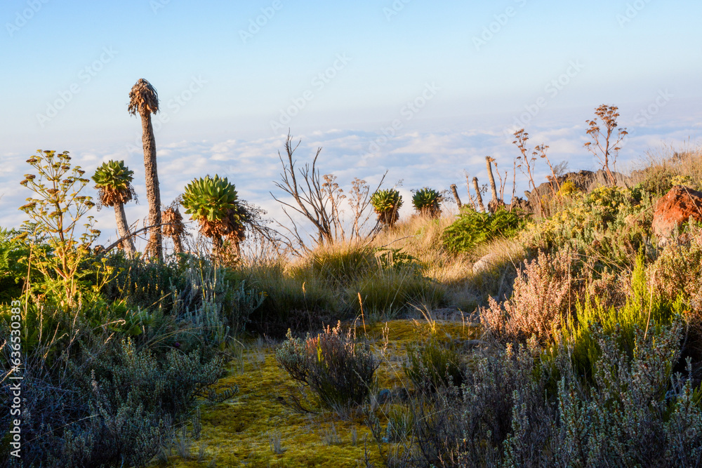 Moorland with bushes and trees above sea of clouds at mount Kilimanjaro, Tanzania Moorland with bushes and trees above sea of clouds at mount Kilimanjaro, Tanzania