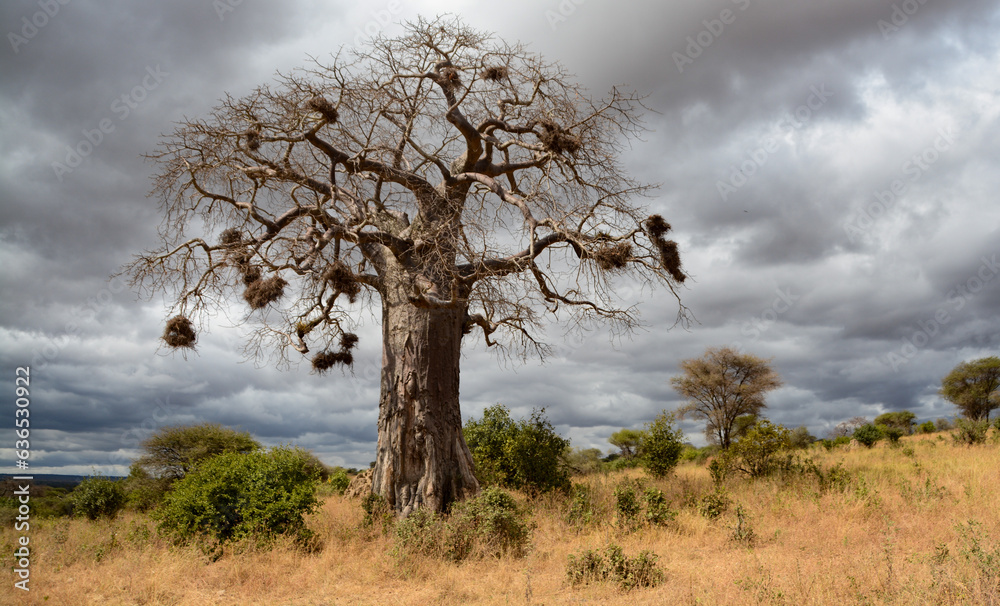 Baobab tree with Weaver birds nests in Tarangire Nationalpark, Tanzania, on an overcast day Baobab tree with Weaver birds nests in Tarangire Nationalpark, Tanzania, on an overcast day