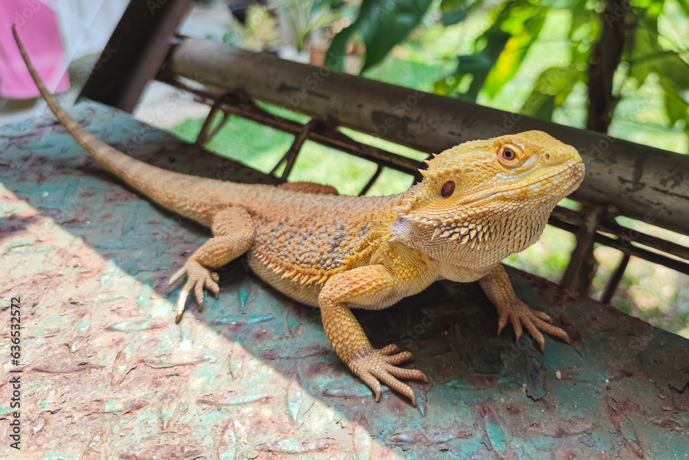 Closeup portrait of bearded dragon with yellow spiked skin. Exotic pet. Selective focus on head. Closeup portrait of bearded dragon with yellow spiked skin. Exotic pet. Selective focus on head.