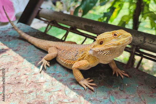 Closeup portrait of bearded dragon with yellow spiked skin. Exotic pet. Selective focus on head.