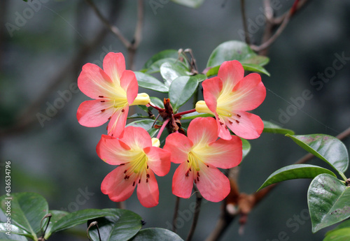 Red flowers on a rhododendron plant in a tropical garden #636534796