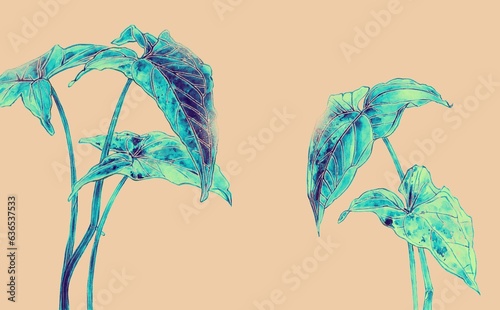 シンゴニウムの水彩風イラスト