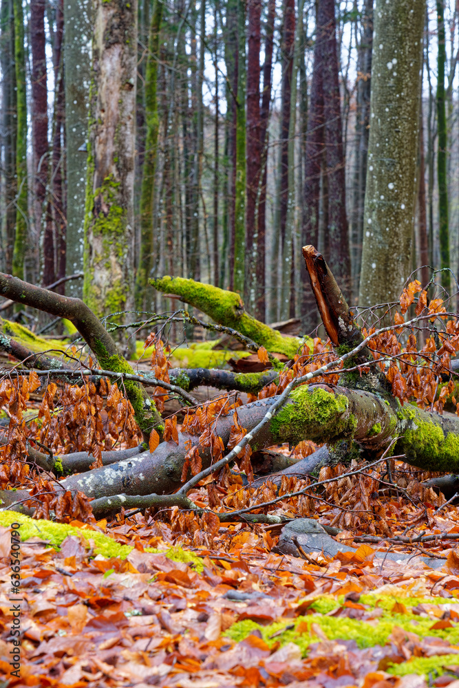 Buchenwald und Altholz im Waldschutzgebiet Wotansborn im Naturpark Steigerwald, Rauhenebrach, Landkreis Haßberge, Unterfranken, Franken, Deutschland Buchenwald und Altholz im Waldschutzgebiet Wotansborn im Naturpark Steigerwald, Rauhenebrach, Landkreis Haßberge, Unterfranken, Franken, Deutschland