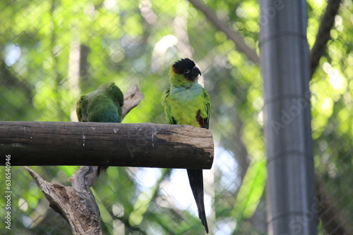 nanday parakeet in a aviary photo