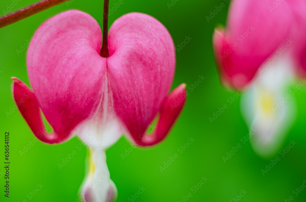 A decorative flowers in the form of pink earrings A decorative flowers in the form of pink earrings