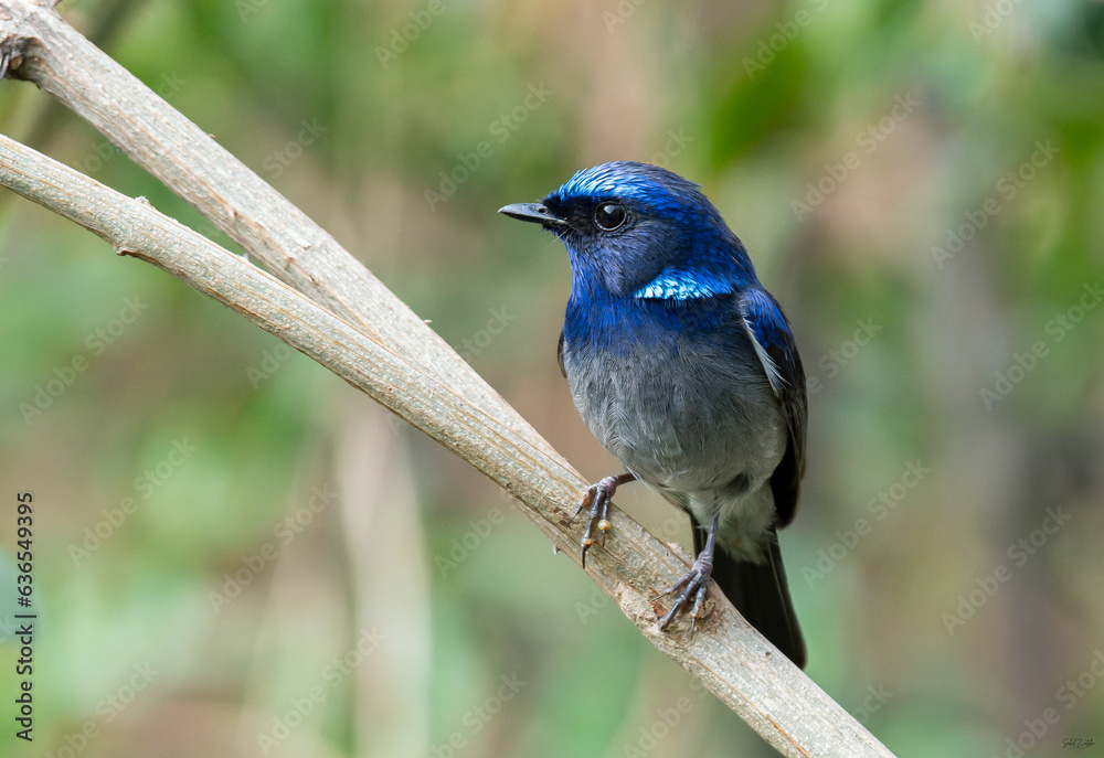 Beautiful blue small niltava bird perched on a branch Beautiful blue small niltava bird perched on a branch