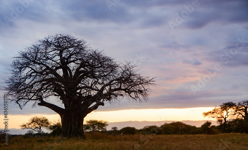 Sunset with baobab tree in African savannah