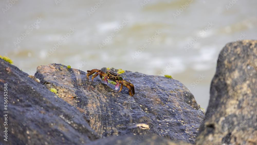 A closeup of a crab crawling on a rock with ocean waves background