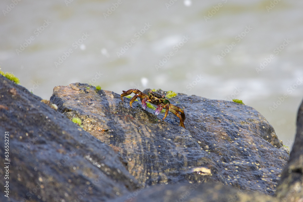 A closeup of a crab crawling on a rock with ocean waves background