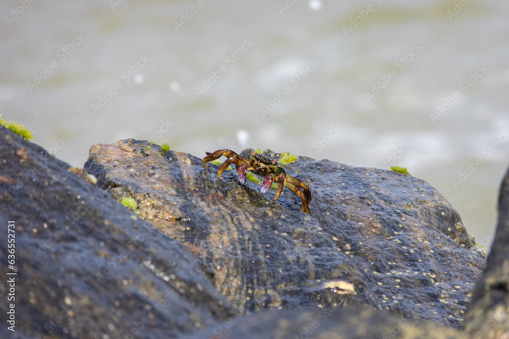 A closeup of a crab crawling on a rock with ocean waves background A closeup of a crab crawling on a rock with ocean waves background
