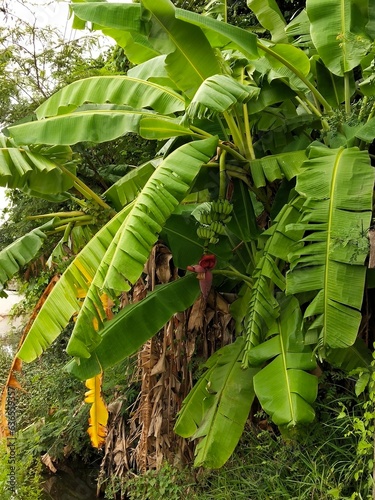 green banana tree full of banana fruit