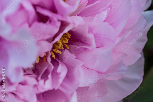 Pink tree peony flowers, close up