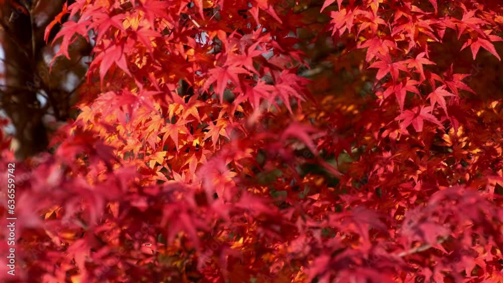 Dramatic view of red maple leaves on a tree blowing in wind in autumn or fall, Nature or travel Dramatic view of red maple leaves on a tree blowing in wind in autumn or fall, Nature or travel