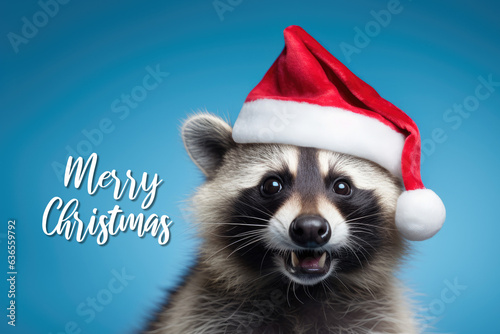 Racoon smiles into the camera, wearing a Christmas hat. Posing on blue background, funny looking. Merry Christmas text on background. Celebrating Christmas concept. © fogaas