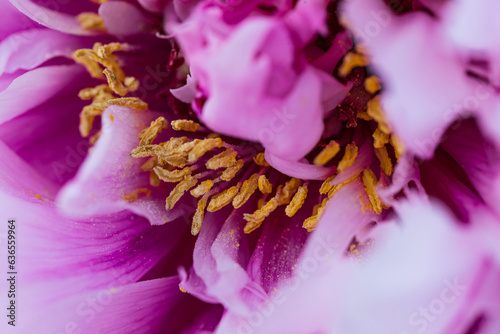 Pink tree peony flowers, close up