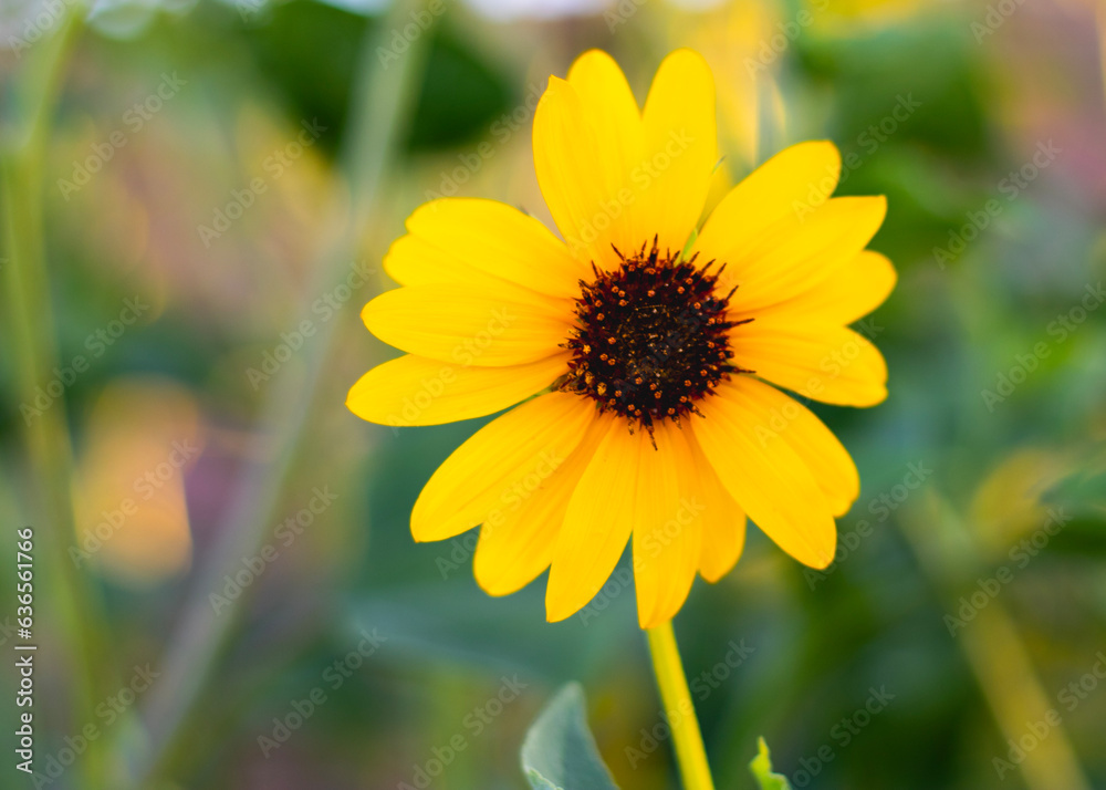 Fototapeta premium Yellow Sunflower