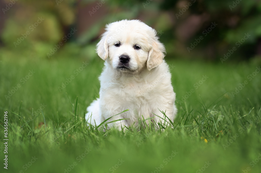 golden retriever puppy sitting on grass outdoors golden retriever puppy sitting on grass outdoors
