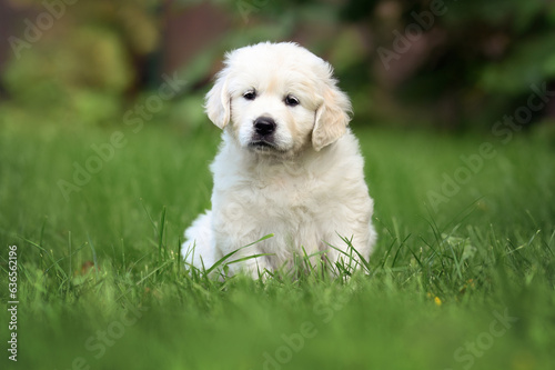 golden retriever puppy sitting on grass outdoors © otsphoto