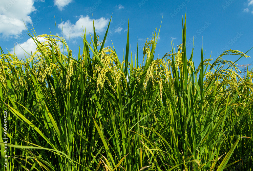Fototapeta premium 収穫間近の稲の穂