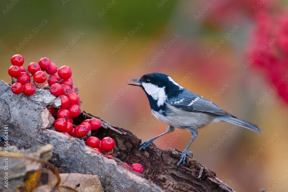 Naklejka premium A cute coal tit sitting on the tree stump. Wildlife scene with a titmouse. Periparus ater