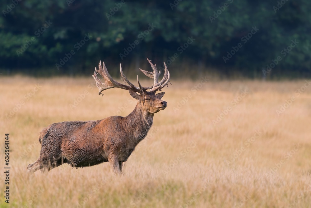 A majestic redd deer stands in a meadow. Cervus elaphus. Stag in the nature habitat. A majestic redd deer stands in a meadow. Cervus elaphus. Stag in the nature habitat.