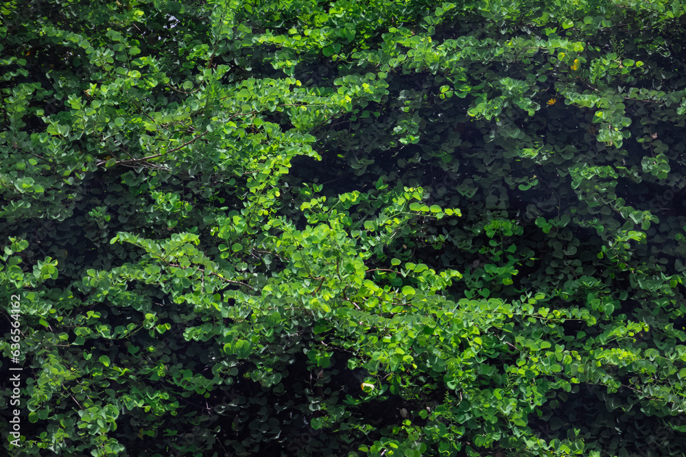 Dark and dense tree leaves background and texture.