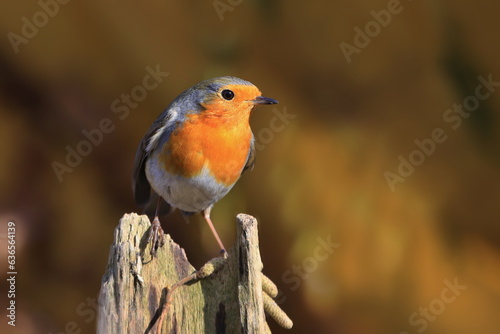 Beautiful portrait of a redbreast. Photo of European robin (Erithacus rubecula) sits on a stump. Detailed and bright portrait. Autumn landscape with a song bird.