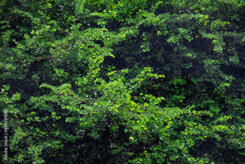 Dark and dense tree leaves background and texture.