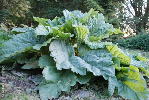 Bush of the cultivated Rheum rhaponticum, also known as culinary rhubarb or pie plant photo